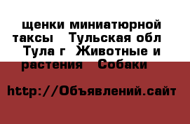 щенки миниатюрной таксы - Тульская обл., Тула г. Животные и растения » Собаки   